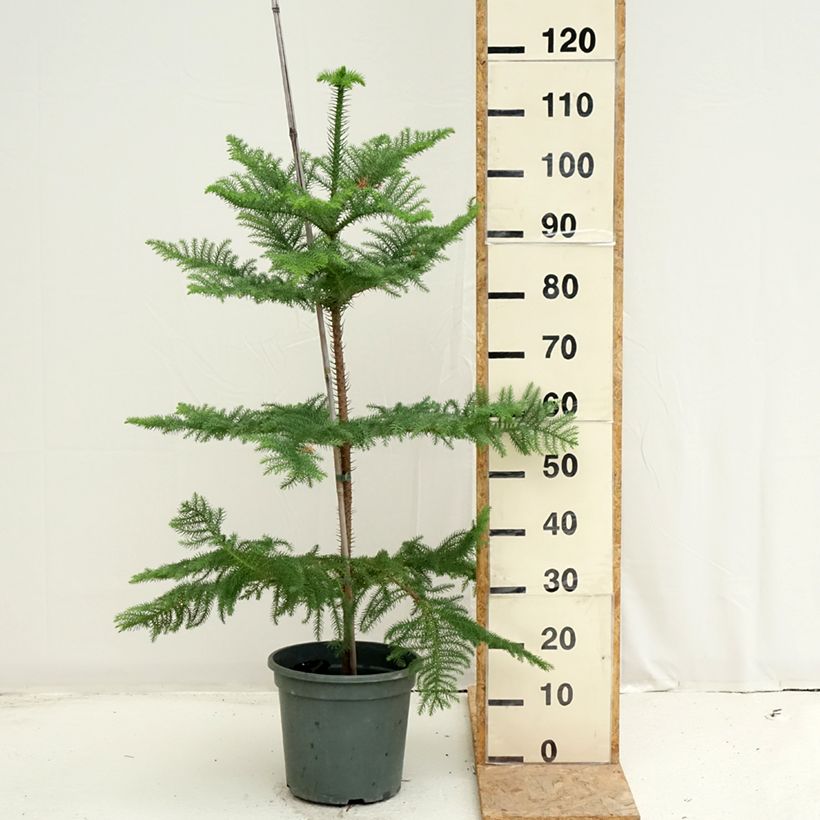 Ejemplar de Araucaria heterophylla - Pino de la isla Norfolk Maceta 7,5L/10L entregado en verano