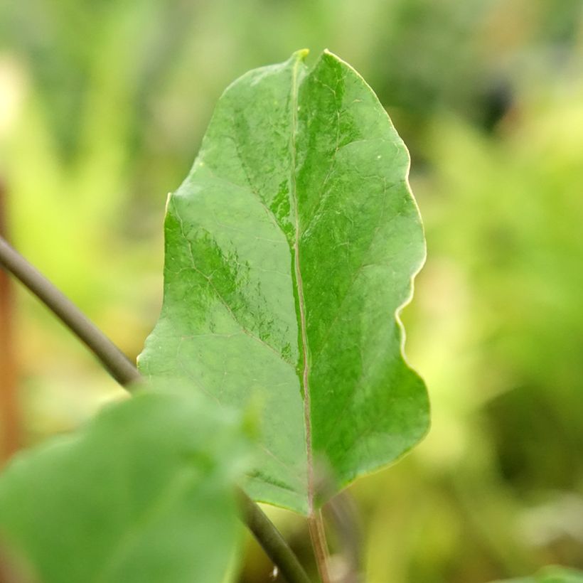 Araujia sericifera Rosea (Follaje)