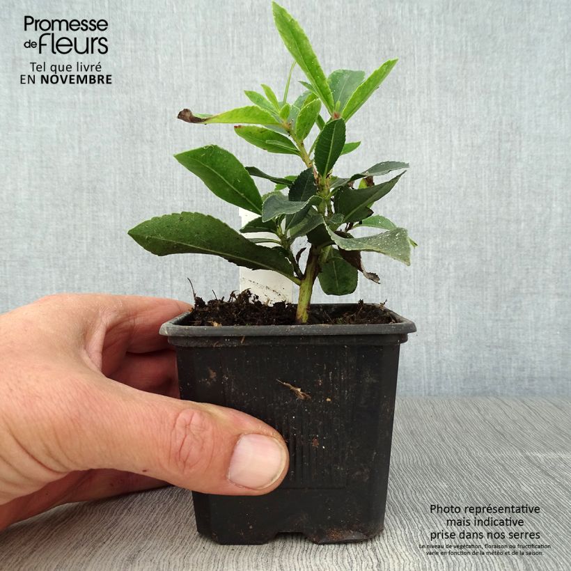 Ejemplar de Madroño Pink Giant - Arbutus unedo Maceta de 8/9 cm entregado en otoño