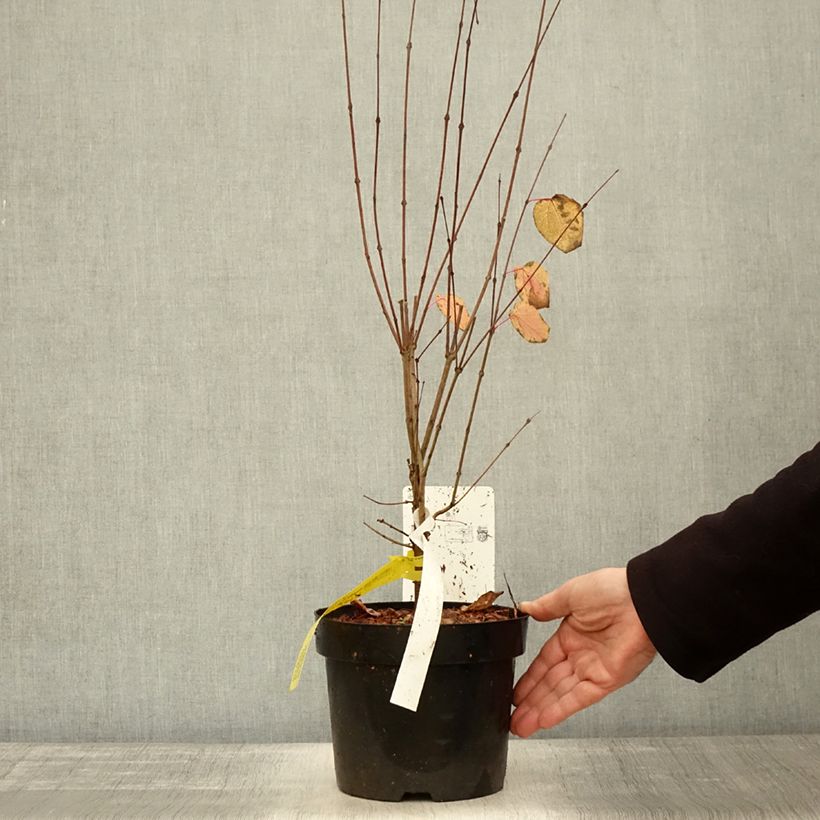 Ejemplar de Cercidiphyllum japonicum - Katsura Maceta 3L/4L entregado en otoño