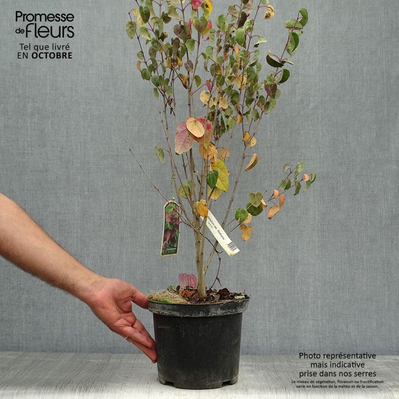 Ejemplar de Cercidiphyllum japonicum Rotfuchs - Katsura Maceta 4L/5L entregado en otoño