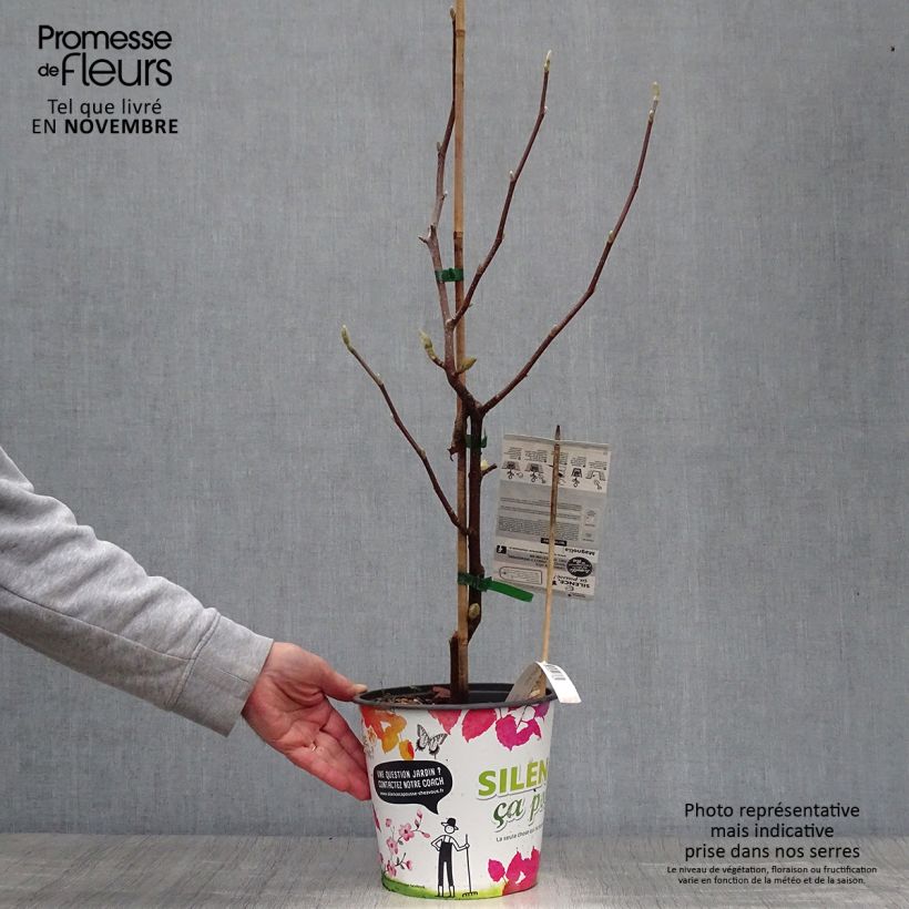 Ejemplar de Magnolia acuminata Butterflies Maceta 4L/5L entregado en otoño