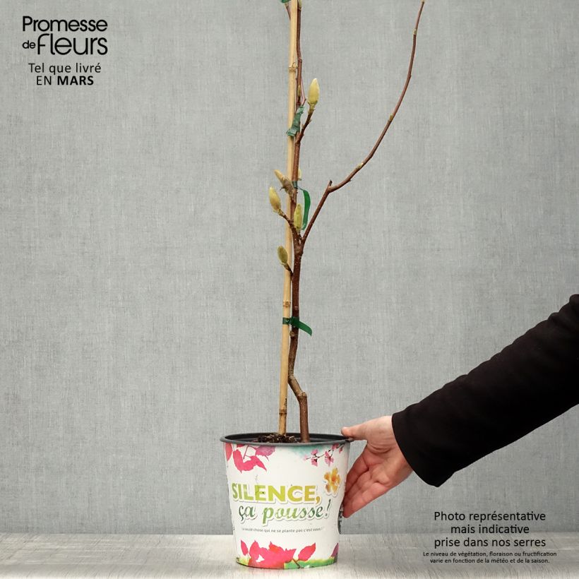 Magnolia acuminata Butterflies Maceta 4L/5L Ejemplar entregado en la primavera