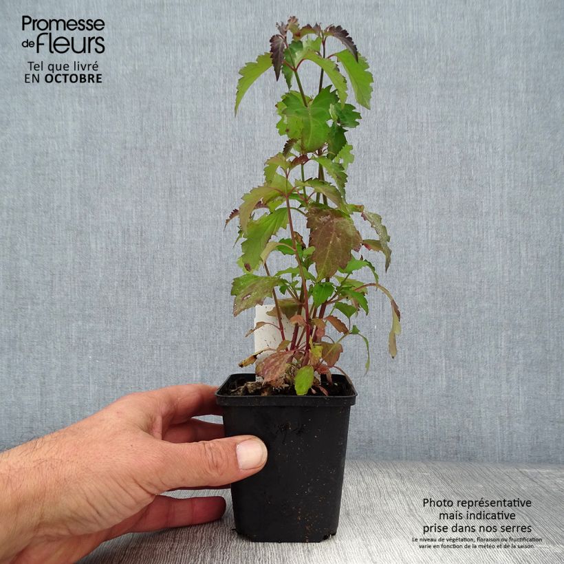 Ejemplar de Leycesteria formosa - Madreselva del Himalaya Maceta de 8/9 cm entregado en otoño