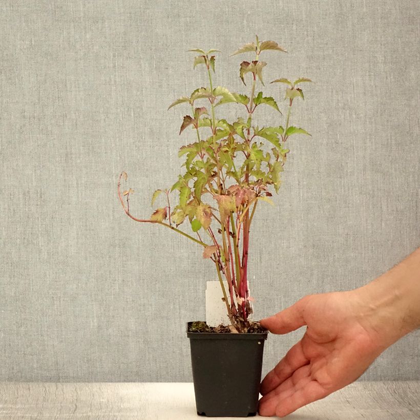 Ejemplar de Leycesteria formosa - Madreselva del Himalaya Maceta de 8/9 cmAltura de entrega aprox. 10/15cm entregado en verano