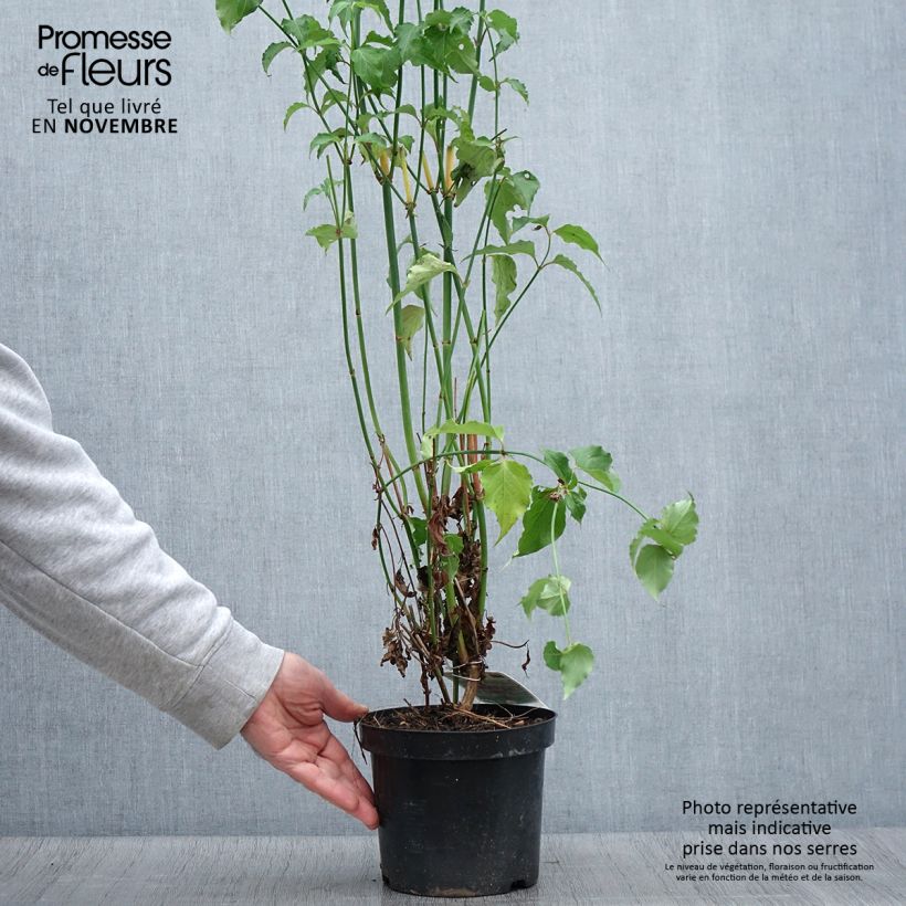 Ejemplar de Leycesteria formosa - Madreselva del Himalaya Maceta 2L/3L entregado en otoño
