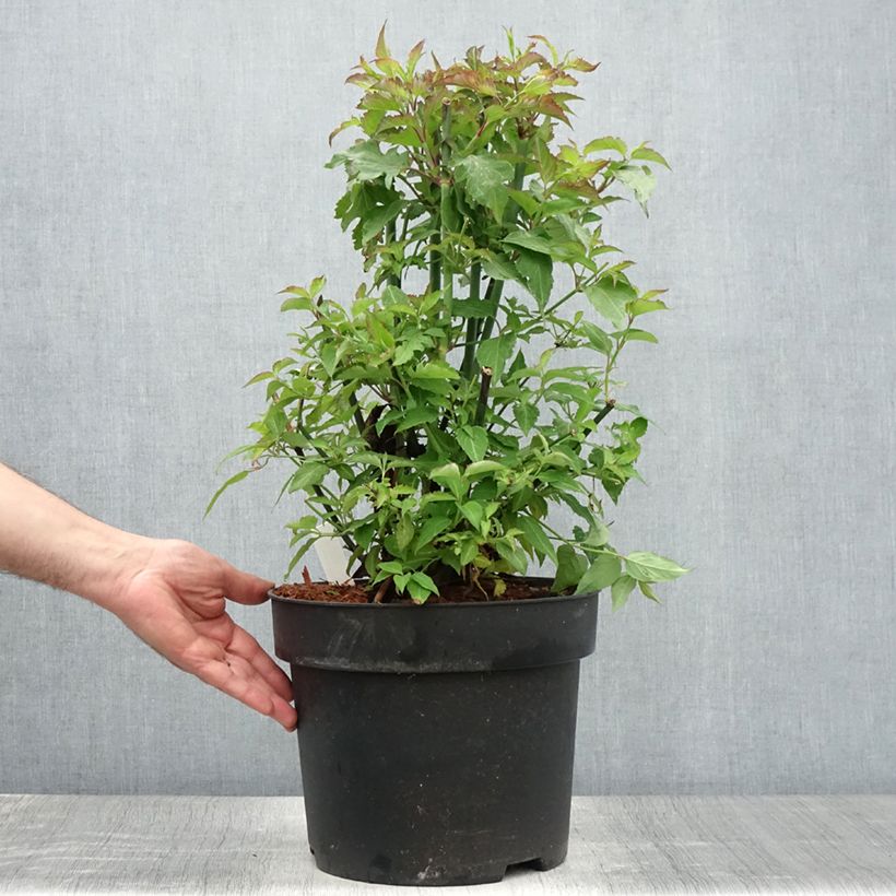 Ejemplar de Leycesteria formosa - Madreselva del Himalaya Maceta 7,5L/10LAltura de entrega aprox. 50/60cm entregado en verano