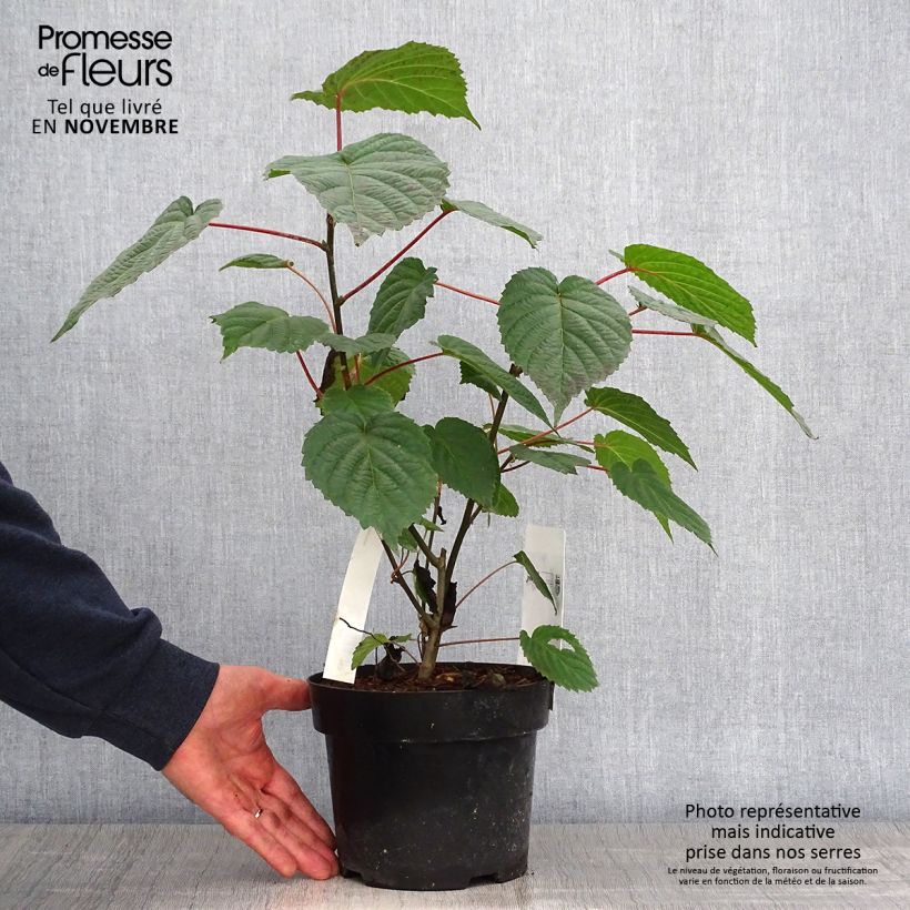 Ejemplar de Davidia involucrata var. vilmoriniana Maceta 3L/4L entregado en otoño