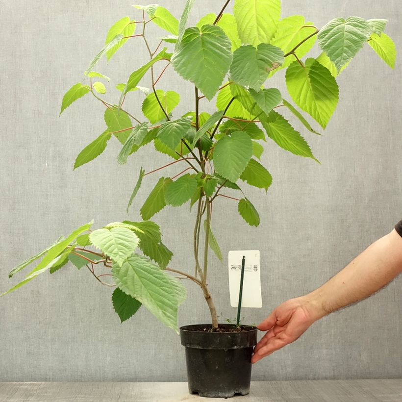 Ejemplar de Davidia involucrata var. vilmoriniana Maceta 3L/4LAltura de entrega aprox. 30/40cm entregado en verano