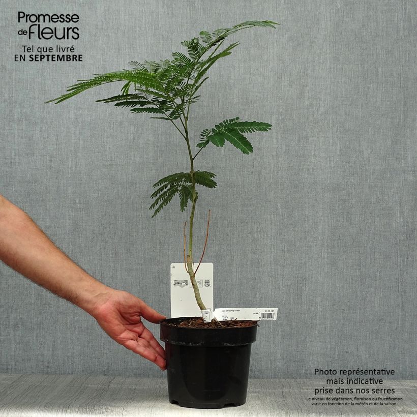 Ejemplar de Acacia de Constantinopla Rouge de Tuilière - Albizia Maceta 3L/4L entregado en otoño