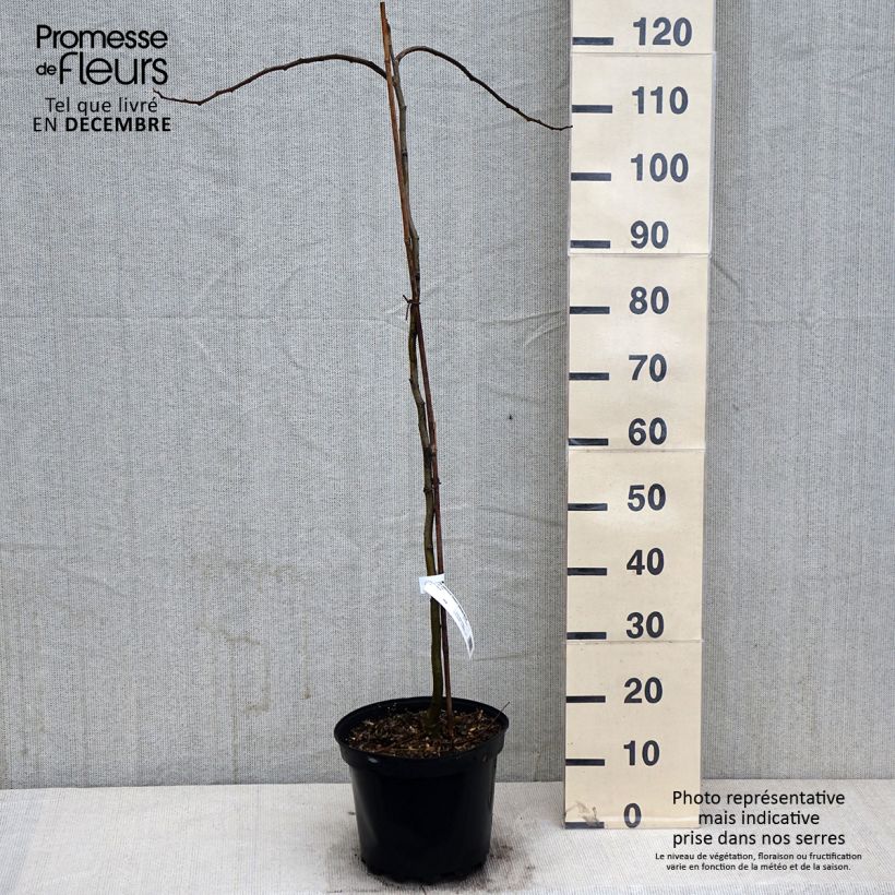 Ejemplar de Acacia de Constantinopla Shidare - Albizia Maceta 7,5L/10L entregado en otoño