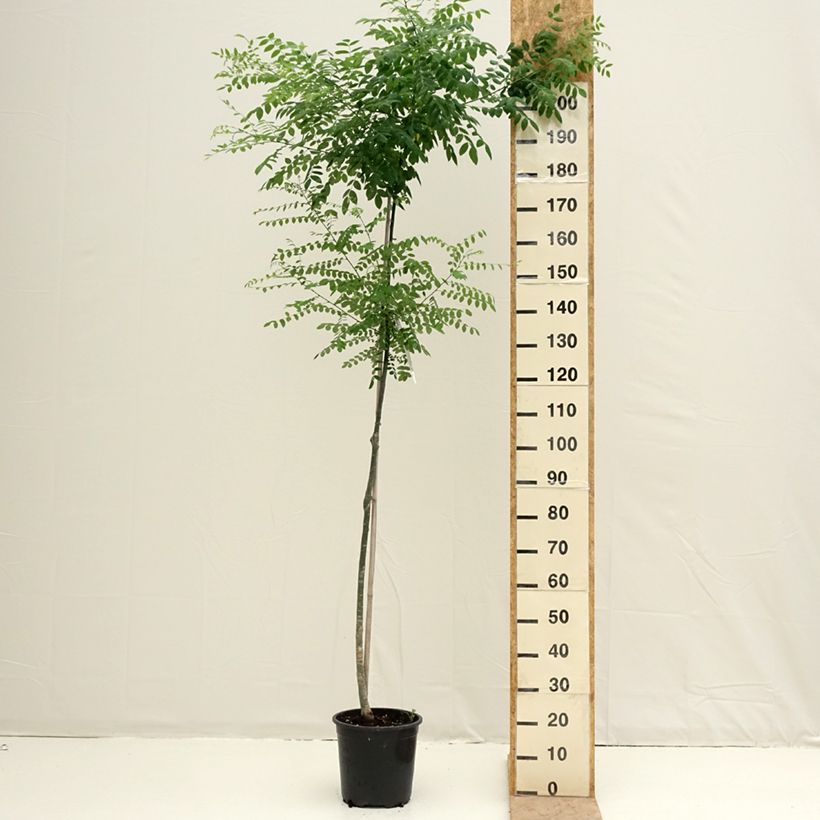 Sophora japonica - Acacia del Japón Maceta 7,5L/10L Ejemplar entregado en la primavera