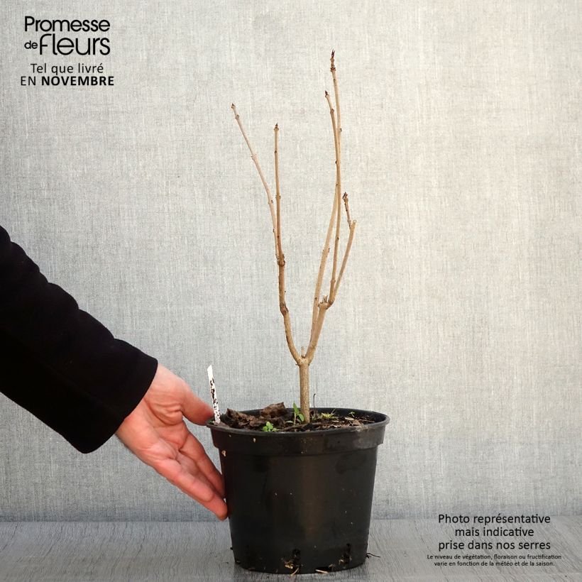 Ejemplar de Clerodendrum trichotomum Fargesii - Arbol del destino Maceta 2L/3L entregado en otoño