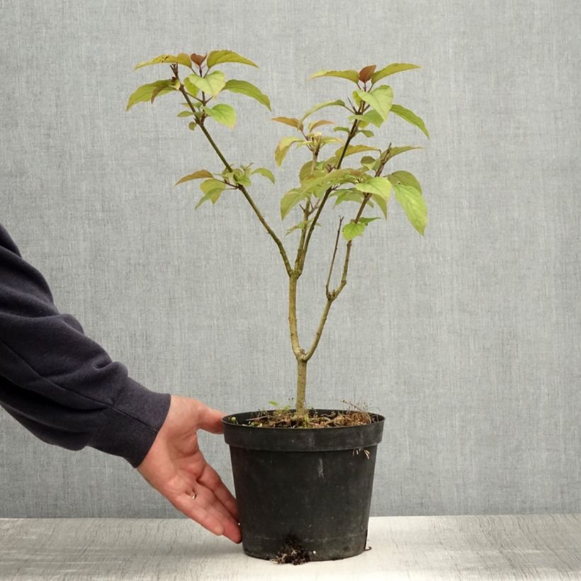 Ejemplar de Clerodendrum trichotomum Fargesii - Arbol del destino Maceta 2L/3LAltura de entrega aprox. 20/30cm entregado en verano