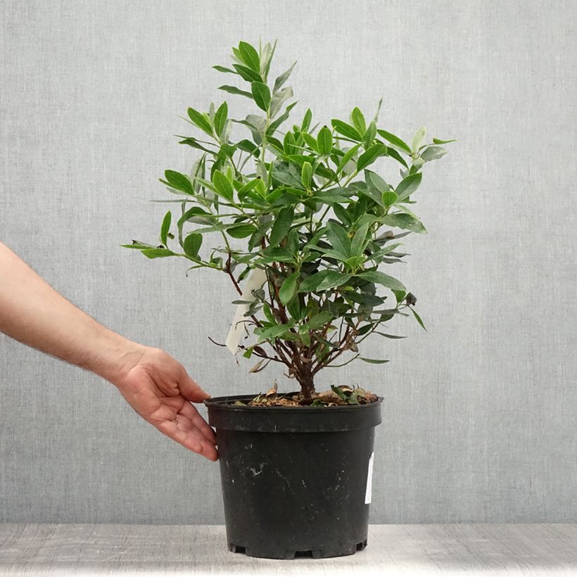 Ejemplar de Madroño - Arbutus unedo Compacta Maceta 7,5L/10LAltura de entrega aprox. 40/60 cmcm entregado en verano