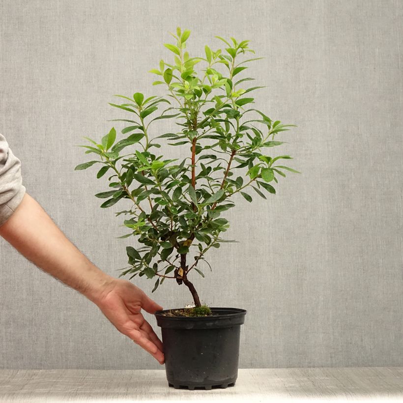 Ejemplar de Madroño - Arbutus unedo Compacta Maceta 2L/3LAltura de entrega aprox. 20/30cm entregado en verano