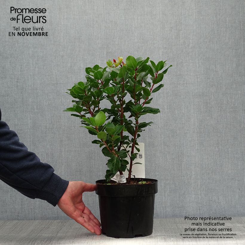 Ejemplar de Madroño - Arbutus unedo Rubra Maceta 3L/4L entregado en otoño