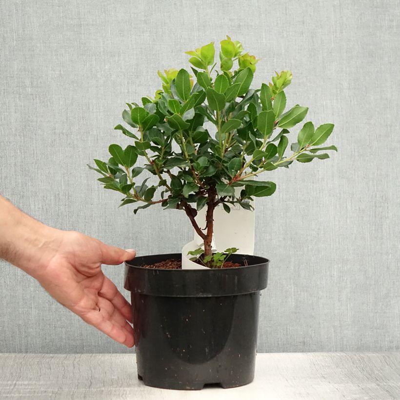 Ejemplar de Madroño - Arbutus unedo Rubra Maceta 3L/4LAltura de entrega aprox. 40/50cm entregado en verano