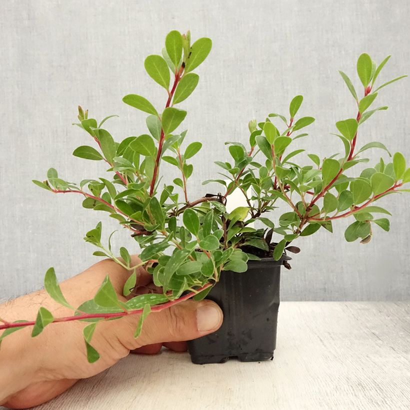 Ejemplar de Arctostaphylos uva-ursi - Gayuba Maceta de 8/9 cmAltura de entrega aprox. 10/15cm entregado en verano