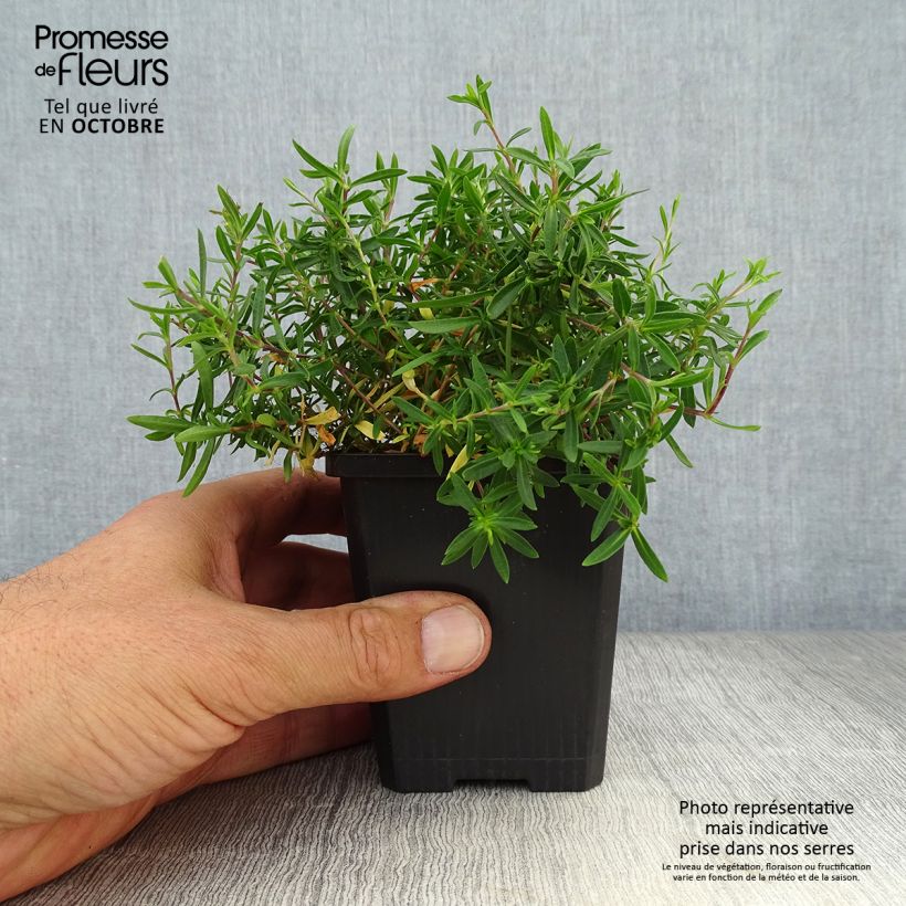 Ejemplar de Arenaria montana Maceta de 8/9 cm entregado en otoño