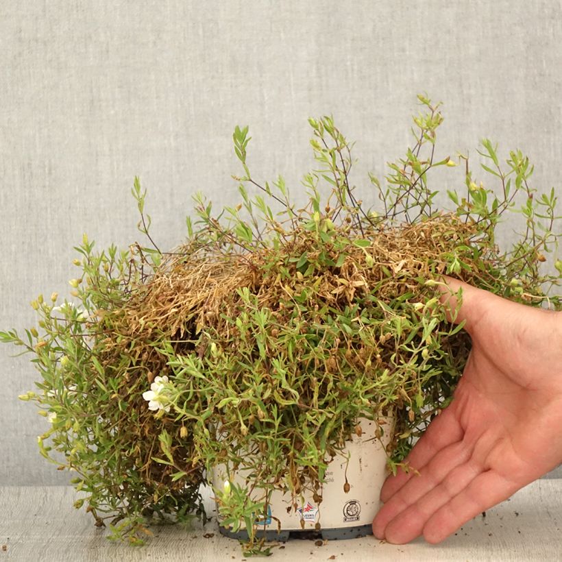 Ejemplar de Arenaria montana - Sabline des Montagnes Pot de 2L/3L entregado en verano