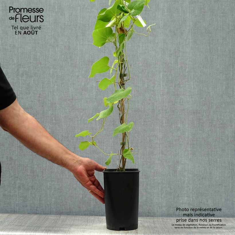 Ejemplar de Aristolochia macrophylla - Aristoloquia Maceta 3L/4LAltura de entrega aprox. 80/+cm entregado en verano