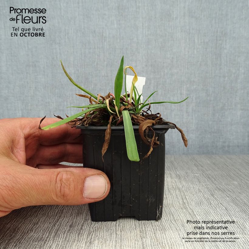 Ejemplar de Armeria pseudarmeria Ballerina Lilac Maceta de 8/9 cm entregado en otoño