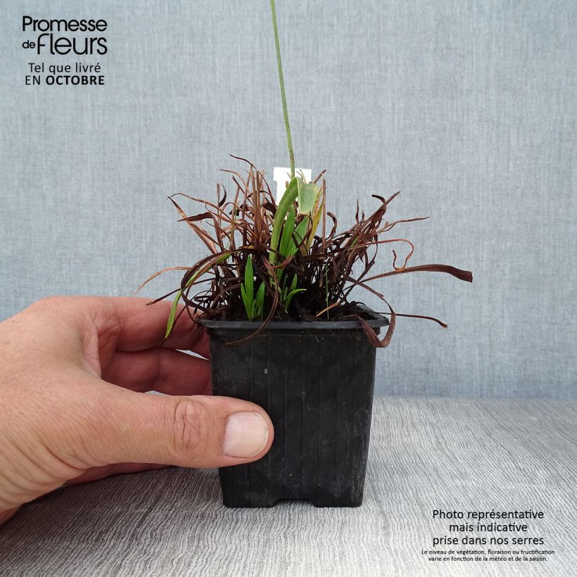 Ejemplar de Armeria pseudarmeria Ballerina Red Maceta de 8/9 cm entregado en otoño