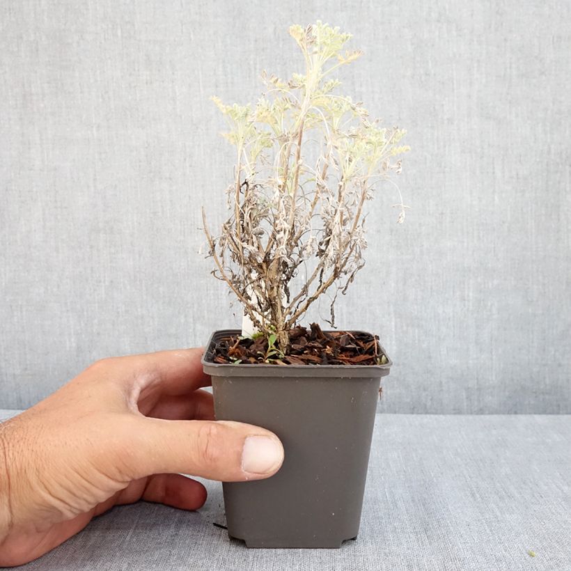 Ejemplar de Artemisia arborescens Little Mice Maceta de 8/9 cm entregado en verano