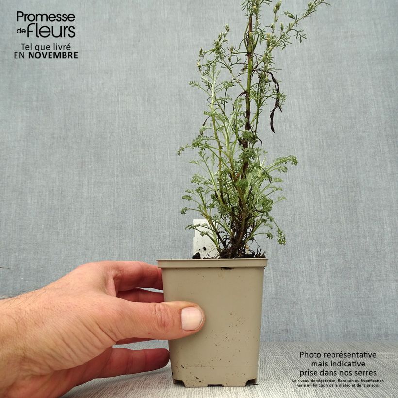 Ejemplar de Artemisia arborescens Little Mice Maceta de 8/9 cm entregado en otoño