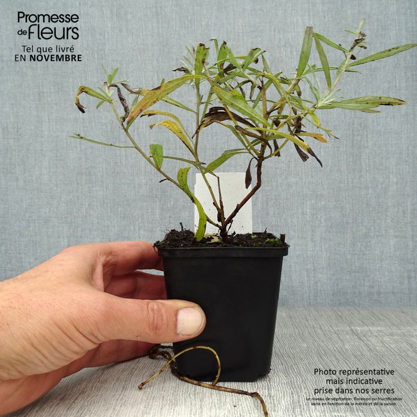 Ejemplar de Artemisia ludoviciana Silver Queen Maceta de 8/9 cm entregado en otoño