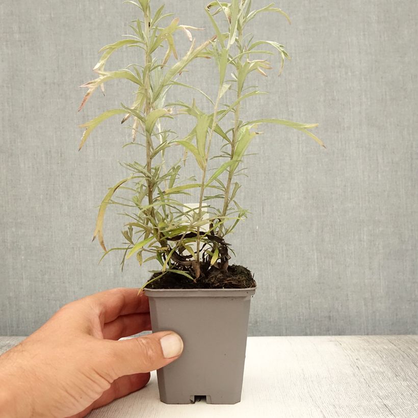 Ejemplar de Artemisia ludoviciana Silver Queen Maceta de 8/9 cm entregado en verano