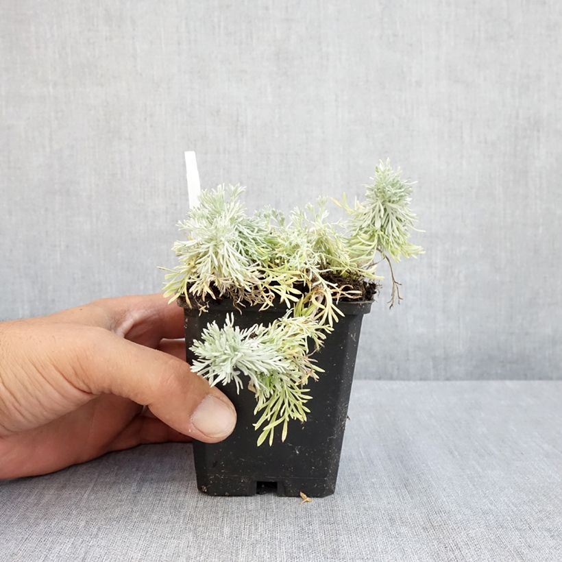 Ejemplar de Artemisia schmidtiana Nana Maceta de 8/9 cm entregado en verano
