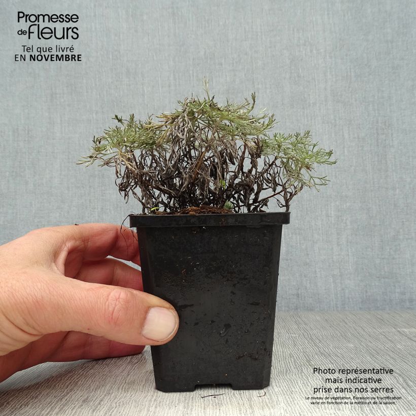 Ejemplar de Artemisia schmidtiana Nana Maceta de 8/9 cm entregado en otoño