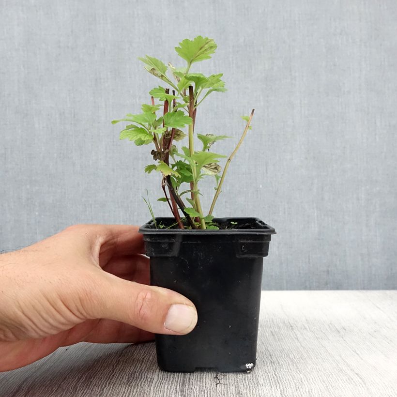 Ejemplar de Artemisa BIO - Artemisia vulgaris Maceta de 7/8 cm entregado en otoño
