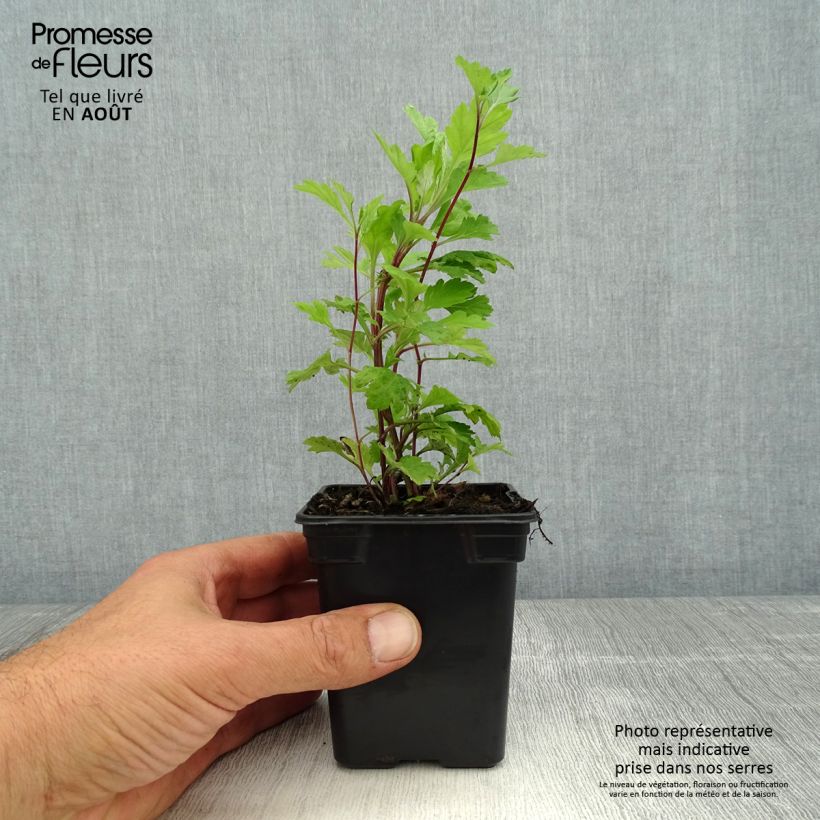 Ejemplar de Artemisa BIO - Artemisia vulgaris Maceta de 7/8 cm entregado en verano