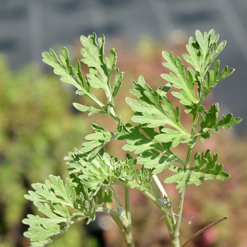 Artemisa BIO - Artemisia vulgaris (Follaje)