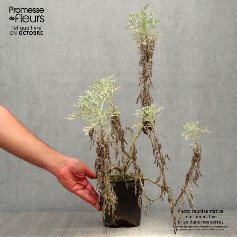 Ejemplar de Artemisia arborescens Powis Castle Maceta 2L/3L entregado en otoño