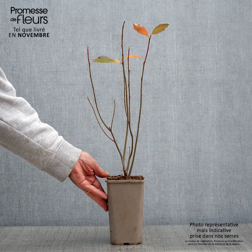 Ejemplar de Chokeberry púrpura Lowberry Little Helpers - Aronia x prunifolia Maceta 1,5L/2L entregado en otoño