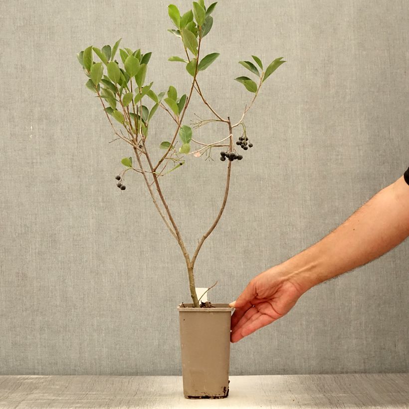 Ejemplar de Chokeberry púrpura Lowberry Little Helpers - Aronia x prunifolia Maceta 1,5L/2LAltura de entrega aprox. 20/30cm entregado en verano