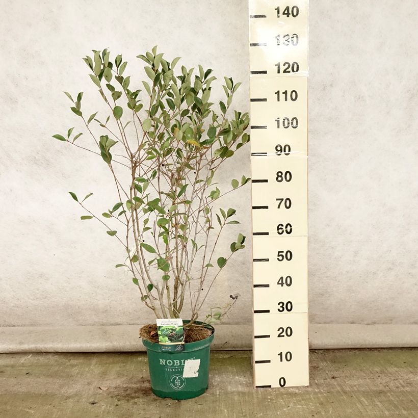 Ejemplar de Chokeberry negro Autumn Magic - Aronia melanocarpa Maceta 7,5L/10LAltura de entrega aprox. 60/80cm entregado en verano