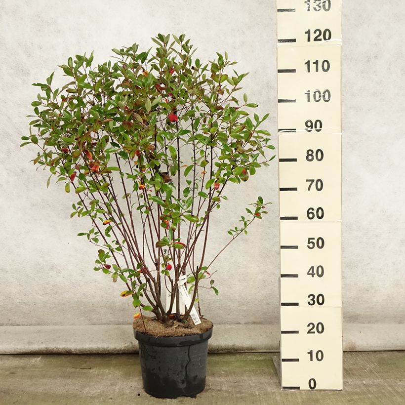 Ejemplar de Aronia melanocarpa Professor Ed Maceta 7,5L/10L entregado en verano