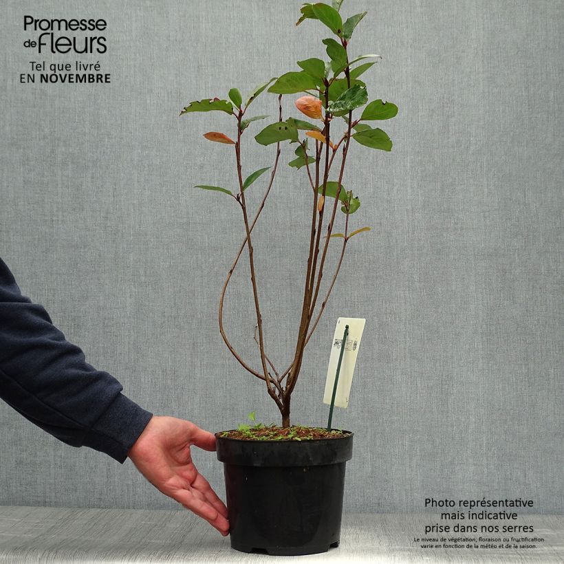 Ejemplar de Aronia prunifolia Aron Maceta 2L/3L entregado en otoño