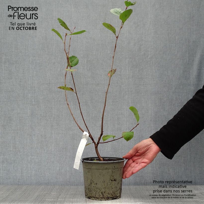 Ejemplar de Chokeberry púrpura Nero - Aronia x prunifolia Maceta 1,5L/2L entregado en otoño