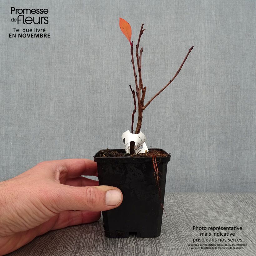 Ejemplar de Chokeberry púrpura Viking - Aronia x prunifolia Maceta de 7/8 cm entregado en otoño