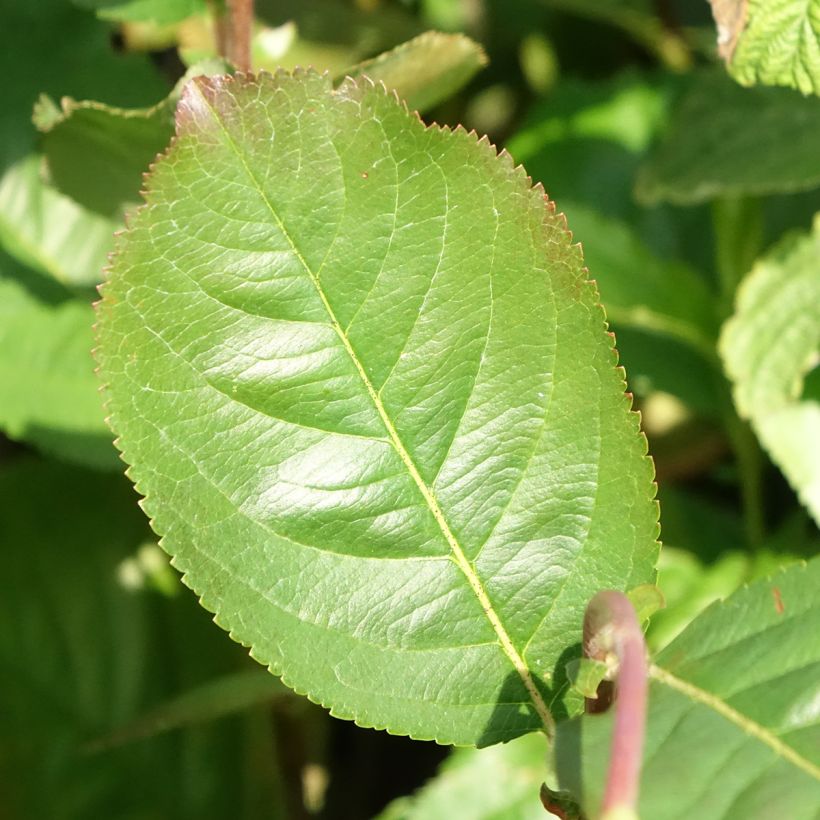 Chokeberry púrpura Rubina - Aronia x prunifolia (Follaje)