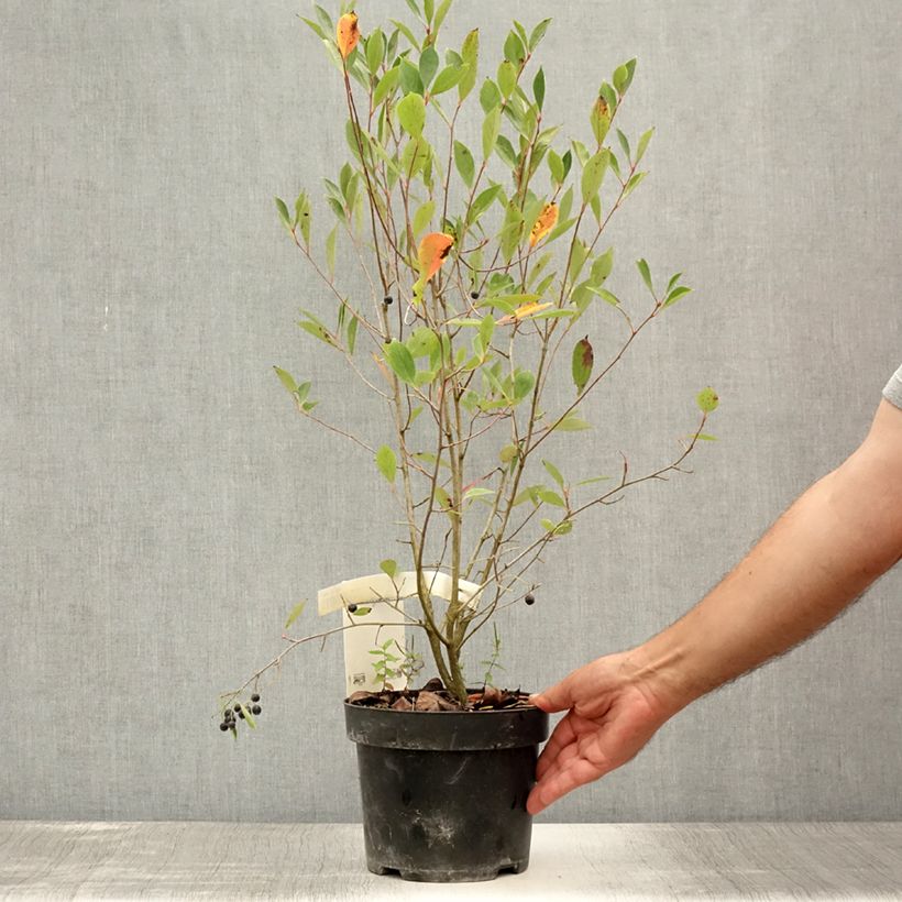 Ejemplar de Aronia melanocarpa Hugin - Aronie à fruits noirs Pot de 2L/3LHauteur livrée env. 40/50cm entregado en verano