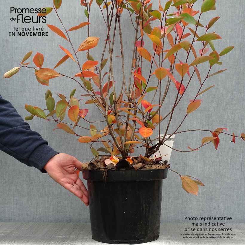Ejemplar de Aronia melanocarpa Hugin Maceta 7,5L/10L entregado en otoño