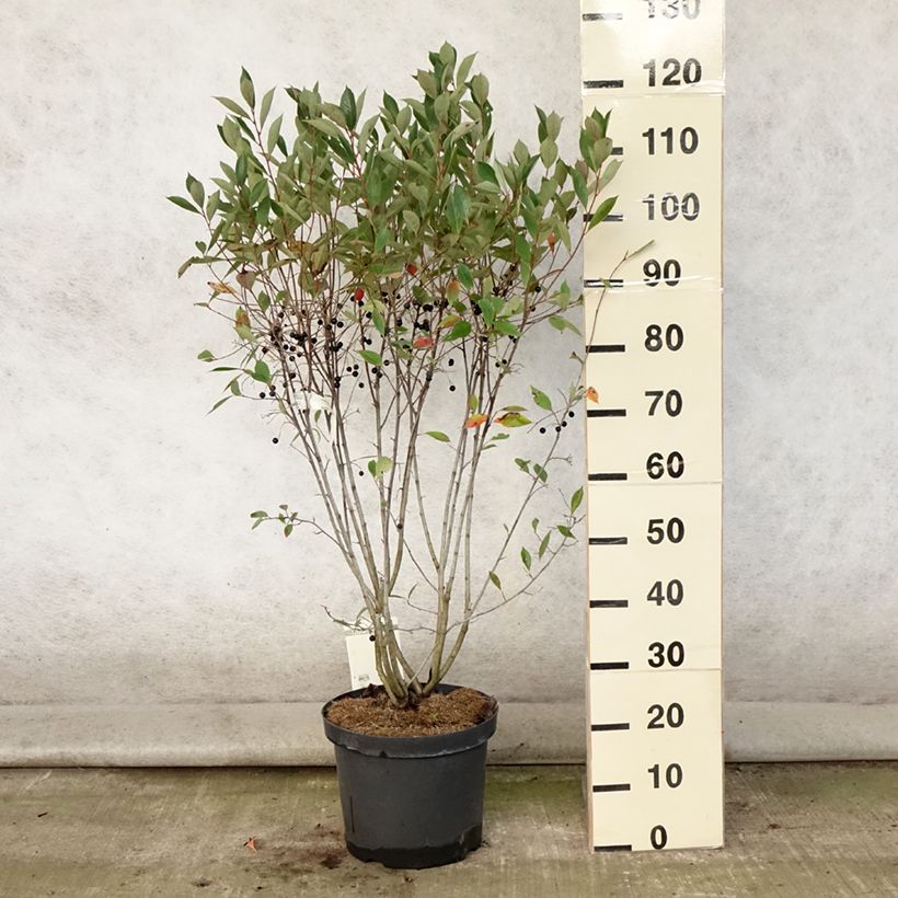 Ejemplar de Aronia melanocarpa Hugin - Aronie à fruits noirs Pot de 7,5L/10LHauteur livrée env. 70+cm entregado en verano