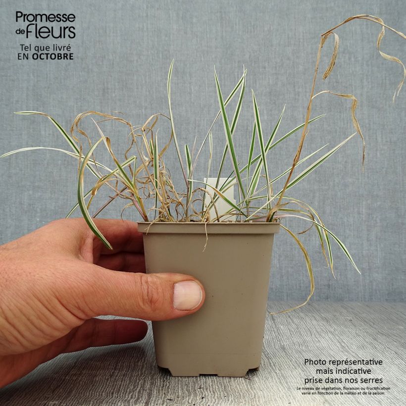 Ejemplar de Arrhenatherum bulbosum Variegatum Maceta de 8/9 cm entregado en otoño